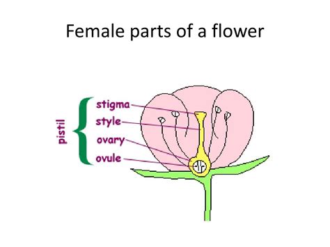 Ppt Parts Of Flower Powerpoint Presentation Free Download Id 2853115