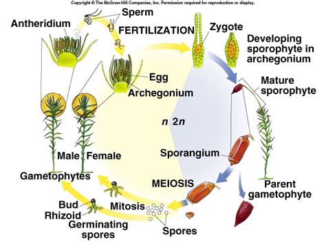 Liverwort Life Cycle Diagram