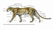 Image result for Snow Leopard Anatomy. Size: 184 x 106. Source: www.pinterest.com