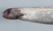 Afbeeldingsresultaten voor Simenchelys parasitica Stam. Grootte: 177 x 106. Bron: australian.museum