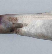 Afbeeldingsresultaten voor Simenchelys parasitica Klasse. Grootte: 179 x 185. Bron: australian.museum