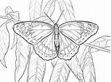 Butterfly Coloring Pages Viceroy Printable Color Print Drawings Supercoloring Bible Drawing Swallowtail sketch template