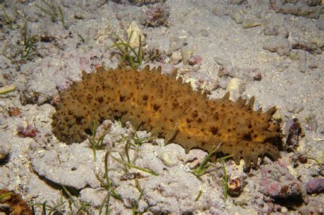Sea Cucumbers Encyclopedia Of Life