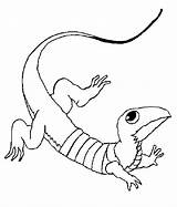 Coloring Pages Lizard Printable Kids sketch template