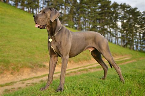 great dane guide history personality food training care