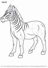 Quagga Drawingtutorials101 Improvements Necessary sketch template