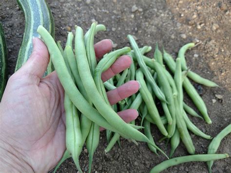blue lake bush beans marys heirloom seeds