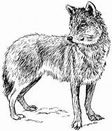 Wolf Coloring Pages Library Clipart Drawing Background sketch template