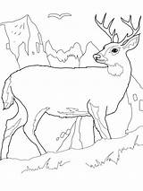 Deer Coloring Printable Pages Buck Kids Tail Print Color Combine Realistic Elk Big John Deere Animal Bucks Bestcoloringpagesforkids Deers Cute sketch template