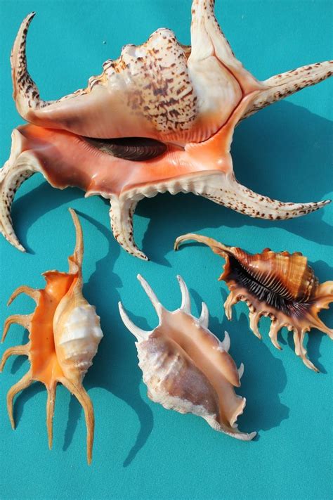 seashells sea shells  pinterest