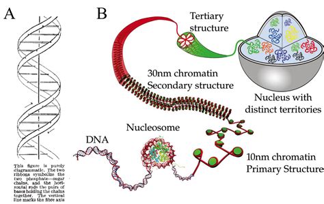Tertiary Structure Of The Dna Dna 1 Software Of Life