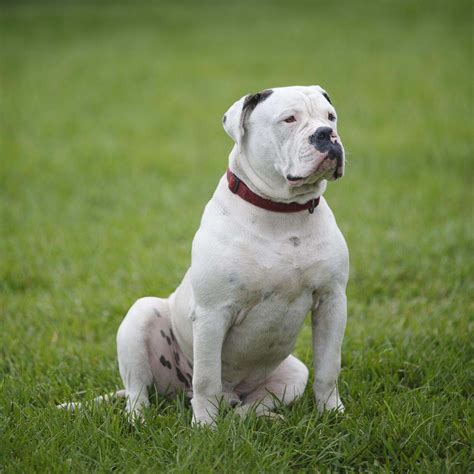 american bulldog training aggression   chicago dog trainer