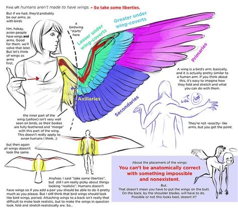 info sheet describing    wings  body shapes