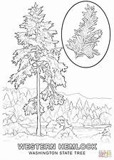 Coloring Pages State Tree Washington Printable Wisconsin Color Drawing Sketch Mexico Getcolorings Inspiring Template Popular Print Comments sketch template