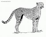 Cheetah Coloring Pages Outline Realistic Drawing Running Coloring4free Getcoloringpages Colouring Print Getdrawings King Drawings Template Kids Pic Draw sketch template