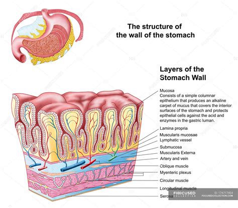 anatomy   structure  layers   stomach wall computer artwork columnar epithelia