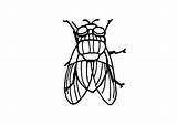 Housefly Coloring Large Edupics sketch template