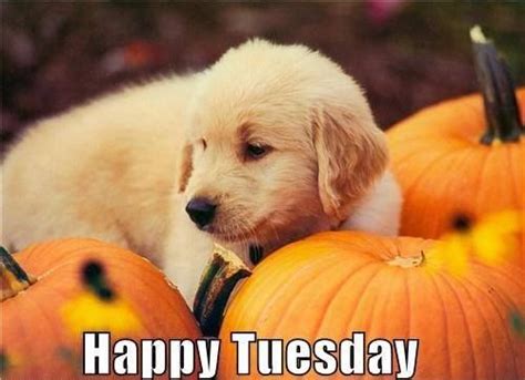 puppy pumpkin happy tuesday pictures   images  facebook