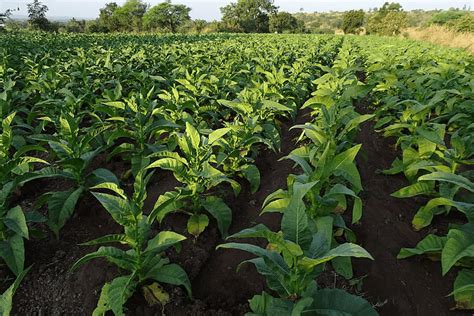 growing tobacco plants  cannabis crops nirvana naturals