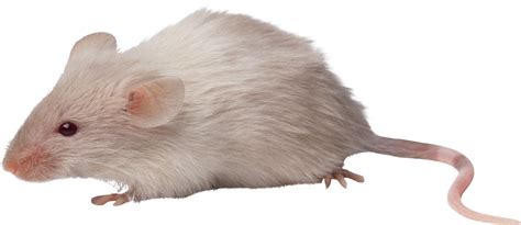 mouse rat png image