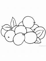 Jujube Longan Nut Persimmon sketch template