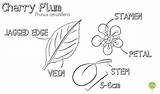 Blossom Coloring Prunus Designlooter Plum 1100 05kb Tree sketch template