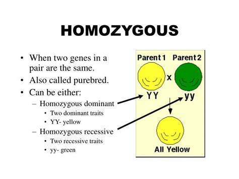 Can A Recessive Trait Be On The Y Chromosome 12 2e Sex Linked Traits