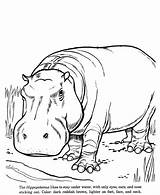 Coloring Drawing Animal Pages Hippopotamus Drawings Zoo Hippo Animals Kids Wild Color Realistic Sheets Outline Printable Face Line Fun Patterns sketch template