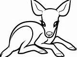 Deer Coloring Pages Drawing Whitetail Baby Doe Print Colouring Buck Tailed Drinking Water Printable Color Drawings Draw Kids Animals Cute sketch template