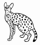 Serval Coloring Cat Wild Pages Cats Printable Colouring African Color Template Book Animals Drawings Supercoloring Andean Mountain Sheets Sheet Kids sketch template