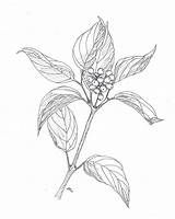 Dogwood Drawing Cornus Shrubbery Stolonifera Getdrawings January Osier Red Plant Sericea Which Re sketch template