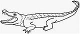 Alligator Cut Coloring Pages Preschool Sheet Printable Template sketch template