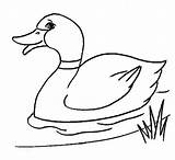 Duck Drawing Coloring Easy Line Ducks Pages Kids Pencil Para Cartoon Color Colorir Donald Outline Drawings Duckling Draw Print Netart sketch template