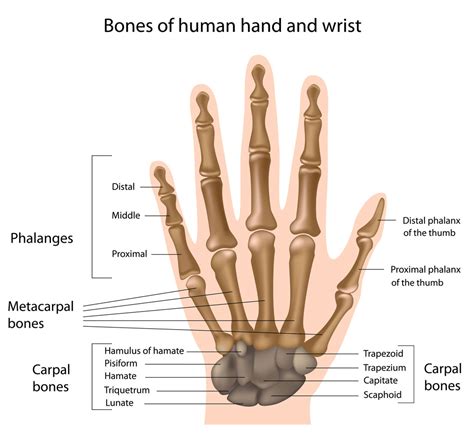 hands  wrist bones
