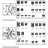 Chromosomes Chromosome Metaphase Karyotypes Banding sketch template