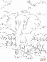 Coloring Elephant African Bush Para Sabana Colorear Pages Super Color Africana sketch template