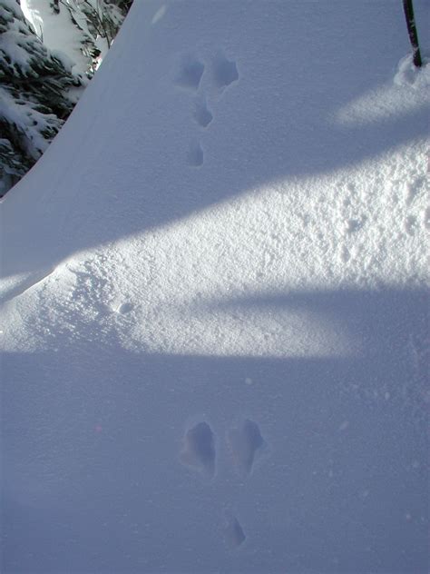identify  animal tracks   snow snowtrekorg