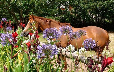 flowers  horses horses horse  flowers