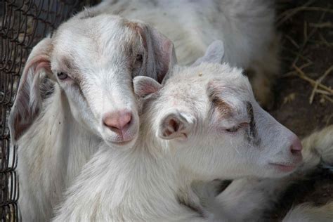chinese woman killing  goat video  killing sheep beauty page   qq   sheep
