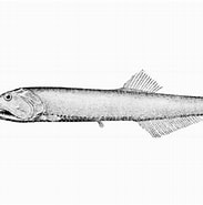 Afbeeldingsresultaten voor "bonapartia Pedaliota". Grootte: 183 x 185. Bron: fishesofaustralia.net.au
