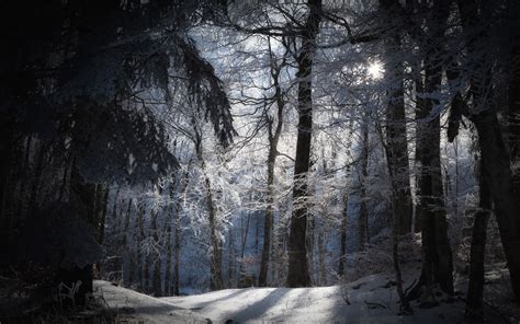 daily wallpaper winter forest    waste  time