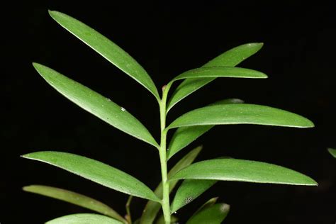 kauri agathis australis rare species