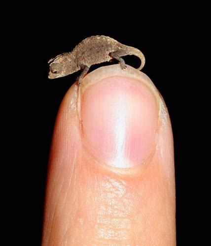 top  smallest animals   world