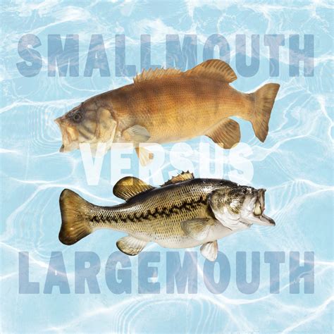 comparing smallmouth  largemouth bass tastylicious