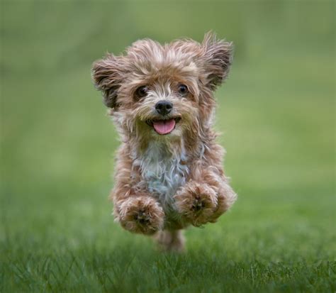 top  cutest dog breeds   world ranked   science
