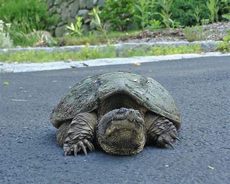 time to egg on the snapping turtles in your yard norwalk ct patch