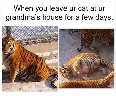 After Few Days At Grandma Cat Meme Of The Decade Lol