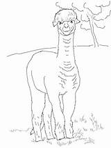 Alpaca Coloring Pages Funny Drawing Alpaka Ausmalbilder Alpacas Zum Ausmalbild Ausdrucken Printable Cute Kostenlos Sheets Llama Getdrawings Categories Malvorlagen sketch template
