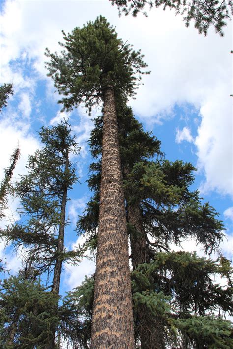 les jardins partout lodgepole pinele pin tordu