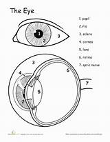 Eye Science Human Worksheets Anatomy Body Worksheet Coloring Grade Education Kids Eyes Awesome Parts Life Biology Lesson Study Pages Well sketch template